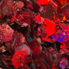 Flakes 12 - Image 2